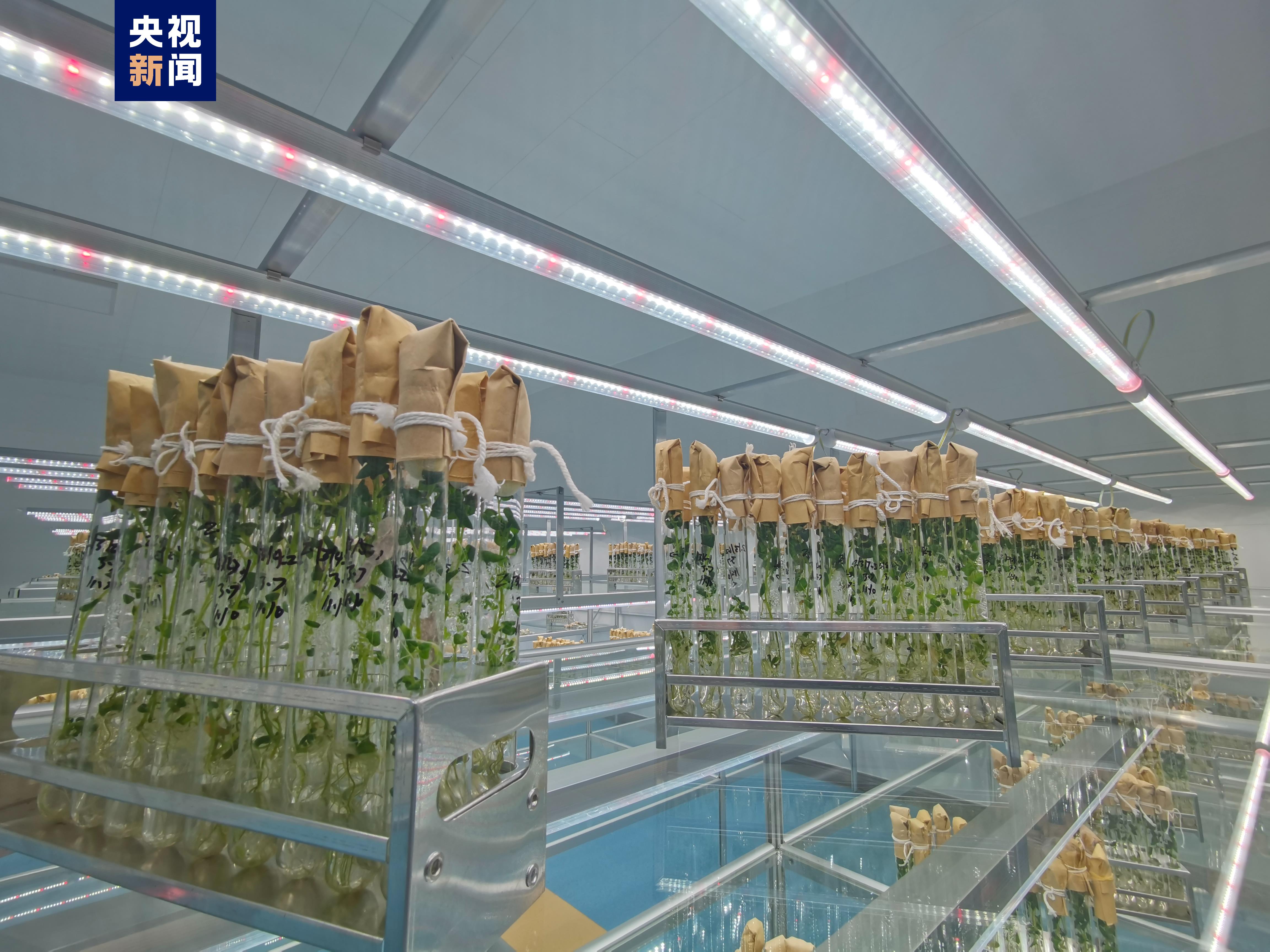 我國首批航天耐鹽堿馬鈴薯進(jìn)入品種選育階段