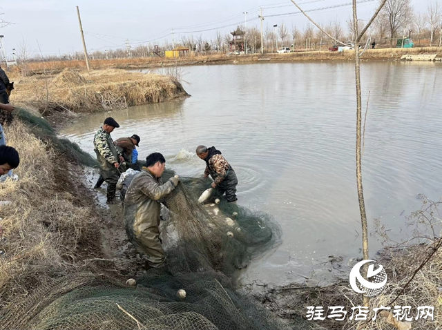 新春走基層||平輿縣：開年“起魚”忙 漁民樂(lè)豐收