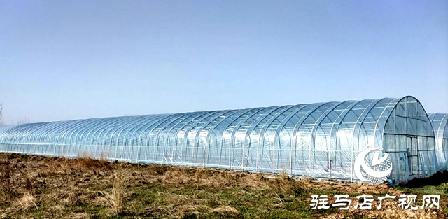 汝南縣王崗鎮(zhèn)：著力調(diào)整農(nóng)業(yè)產(chǎn)業(yè)結構 以產(chǎn)業(yè)興旺賦能鄉(xiāng)村振興