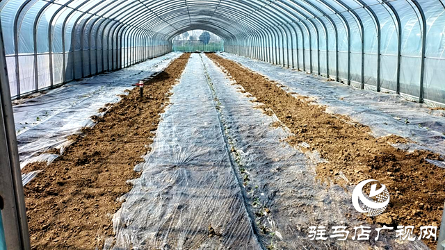 汝南縣王崗鎮(zhèn)：著力調(diào)整農(nóng)業(yè)產(chǎn)業(yè)結構 以產(chǎn)業(yè)興旺賦能鄉(xiāng)村振興