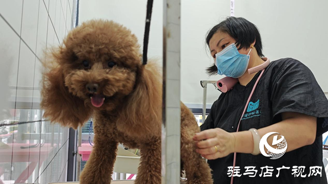 寵物美容師：新職業(yè)衍生多元化消費(fèi) 推動(dòng)寵物經(jīng)濟(jì)發(fā)展