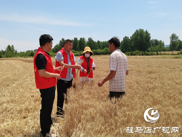 泌陽(yáng)縣高店鎮(zhèn)瓦房村：黨員干部助力種糧大戶(hù)搶收小麥