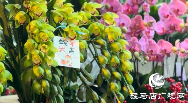 新春佳節(jié)即將到來，綠植花卉成為節(jié)日新寵