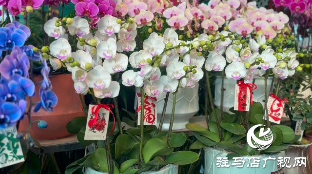 新春佳節(jié)即將到來，綠植花卉成為節(jié)日新寵