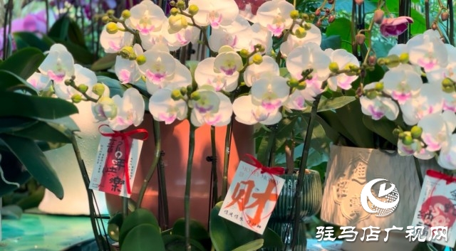 新春佳節(jié)即將到來，綠植花卉成為節(jié)日新寵