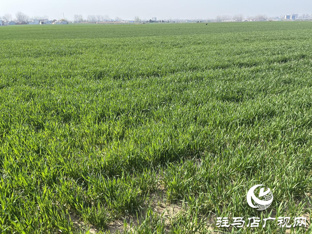 冷暖空氣對撞 駐馬店氣象專家解析農(nóng)業(yè)應對策略