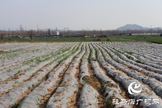 驛城區(qū)香山街道：搶抓春耕好時(shí)機(jī) 種下藥材“金種子”