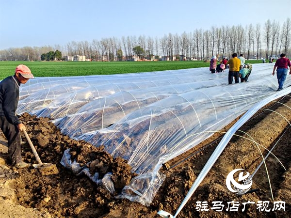 平輿縣：從百畝試驗田到萬畝“姜”山 特色農(nóng)業(yè)譜寫鄉(xiāng)村振興新篇章