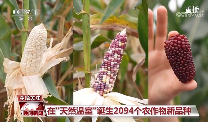 黑紫色玉米、棕色秋葵……你見過的、沒見過的瓜果蔬菜這都有！