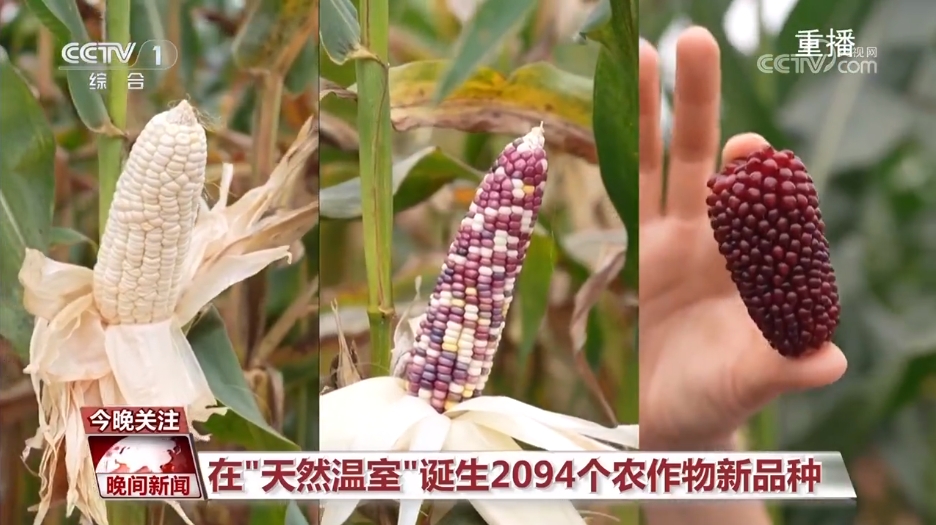黑紫色玉米、棕色秋葵……你見(jiàn)過(guò)的、沒(méi)見(jiàn)過(guò)的瓜果蔬菜這都有！