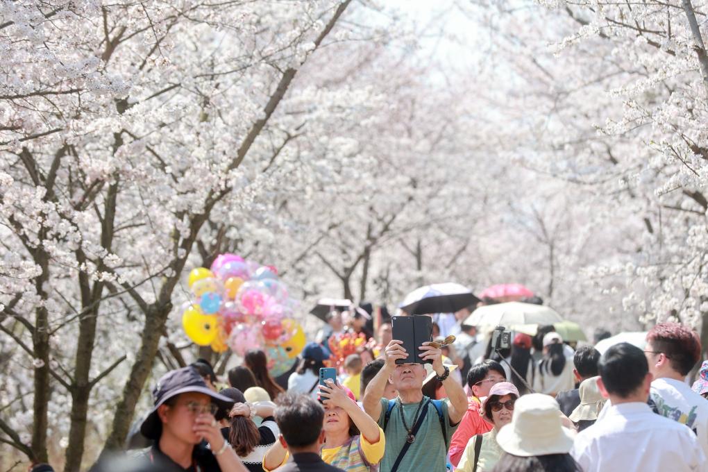 從“劇效應(yīng)”到“花經(jīng)濟(jì)” 春日文旅消費(fèi)市場(chǎng)活力滿(mǎn)滿(mǎn)