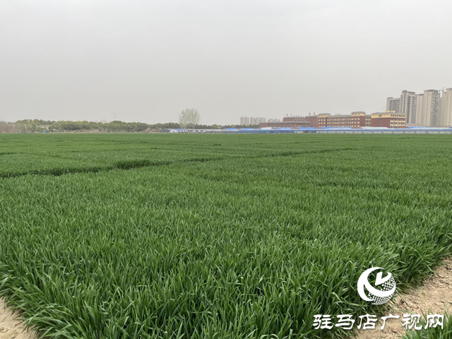 寒潮來襲小麥如何保暖？駐馬店農(nóng)科專家支招科學(xué)應(yīng)對(duì)