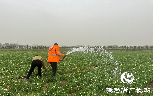 泌陽(yáng)縣郭集鎮(zhèn)：打好抗旱“主動(dòng)仗” 多措并舉保糧增收