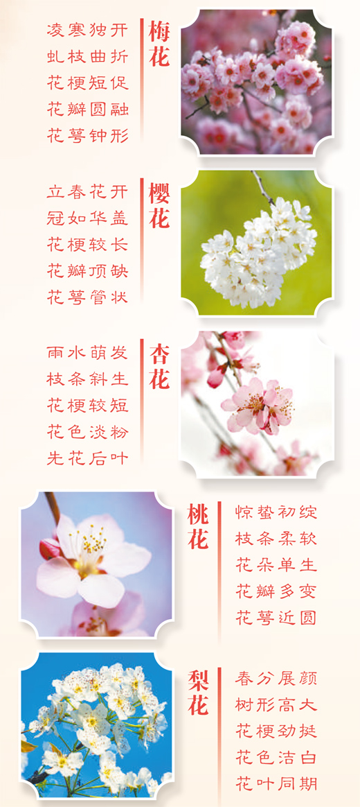 春天里的這些花，如何分辨？
