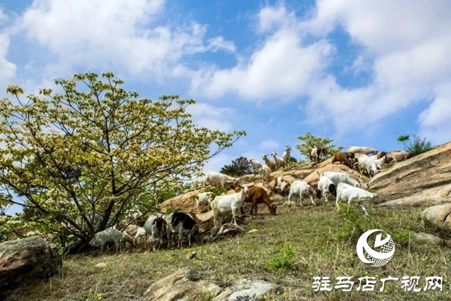 泌陽(yáng)縣：人間四月芳菲盡 桐花似雪染春山