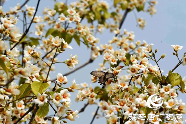 泌陽(yáng)縣：人間四月芳菲盡 桐花似雪染春山