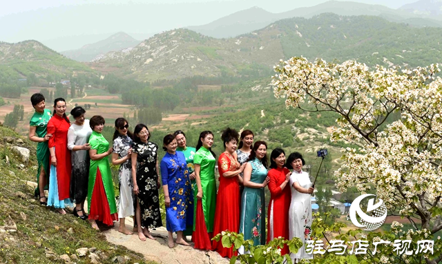 泌陽(yáng)縣：人間四月芳菲盡 桐花似雪染春山