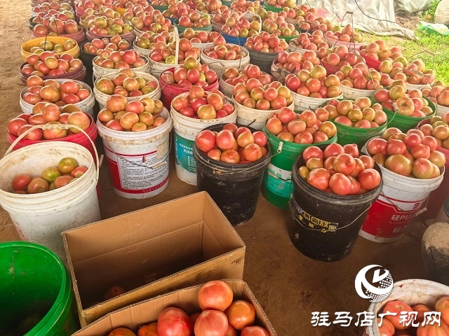 新蔡縣頓崗鄉(xiāng)：人大代表心系群眾，沙瓤番茄鋪就致富路