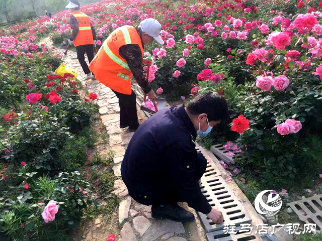 綠意蔥蘢花滿城！確山縣住建局精心打造“城市大花園”