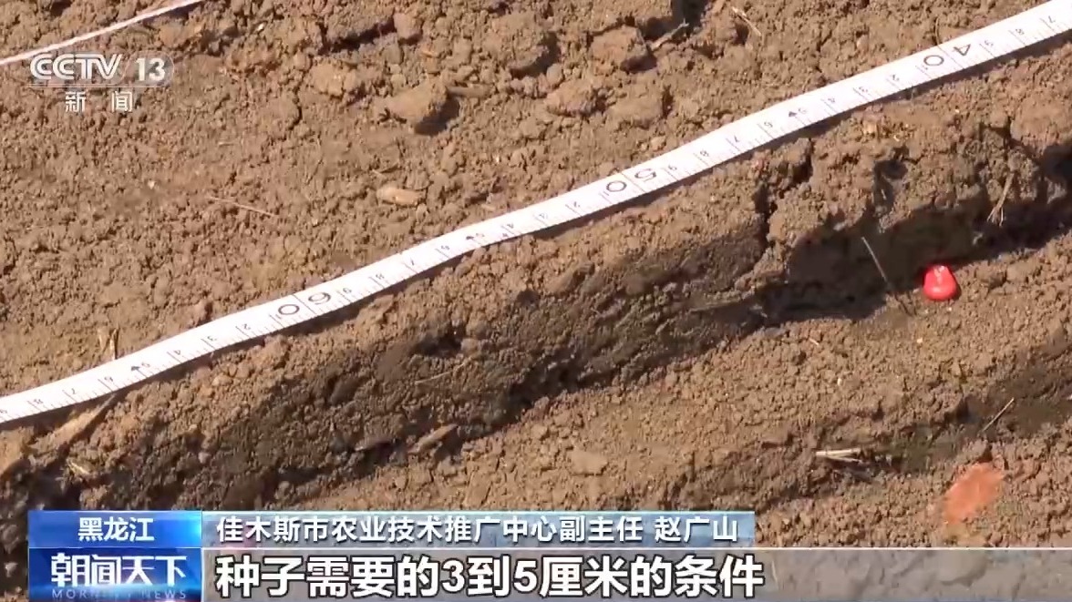 AI大模型助力糧食生產 我國夏糧進入產量形成關鍵期