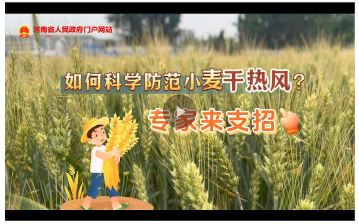 訪談丨如何科學(xué)防范小麥“干熱風(fēng)”？專家來支招→