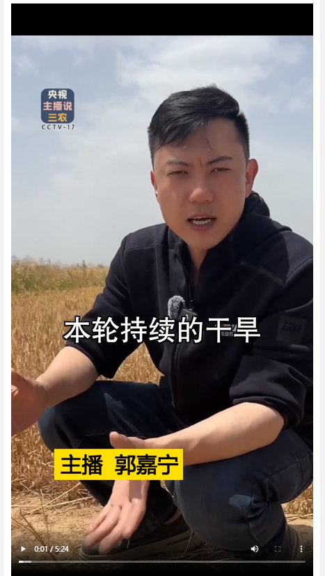 本輪干旱對河南小麥產(chǎn)量影響到底有多大？總臺記者深入河南麥田實地探訪