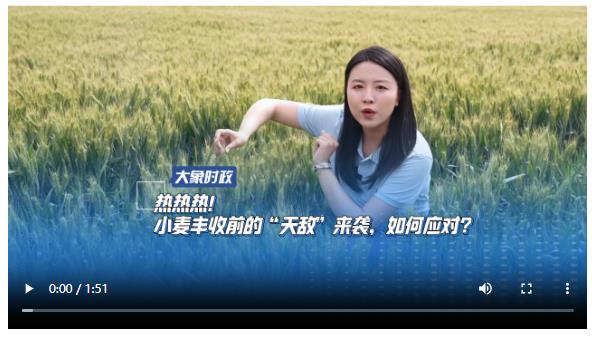 熱熱熱！小麥豐收前的“天敵”來襲，如何應(yīng)對(duì)？