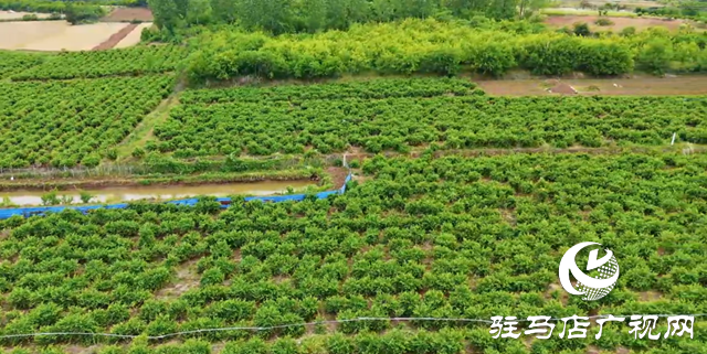 泌陽(yáng)縣盤古鄉(xiāng)臥牛山村：金銀花開金銀來(lái) 返鄉(xiāng)青年帶富一方