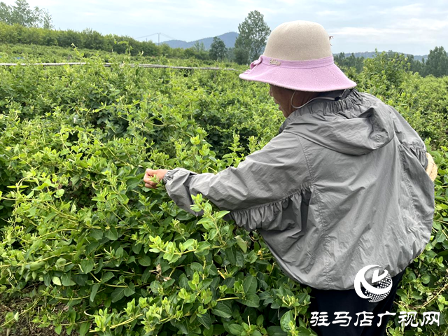泌陽(yáng)縣盤古鄉(xiāng)臥牛山村：金銀花開金銀來(lái) 返鄉(xiāng)青年帶富一方