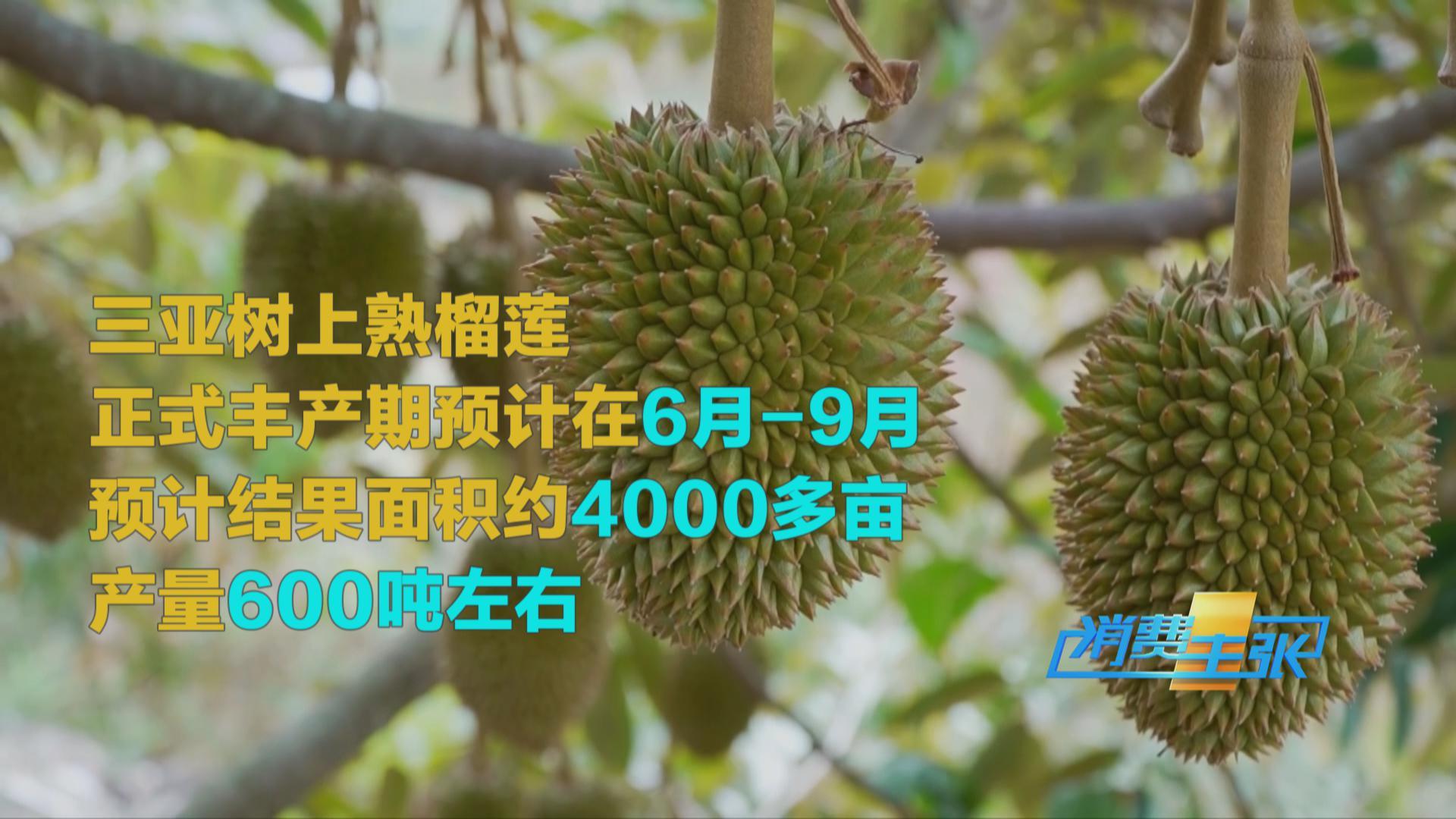 榴蓮價(jià)格走低 首批國(guó)產(chǎn)“樹上熟”榴蓮也將上市！口感如何？