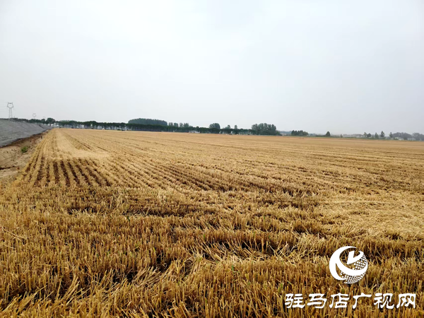 平輿縣射橋鎮(zhèn)：二百“鐵?！饼R上陣  奏響夏糧“豐收曲”
