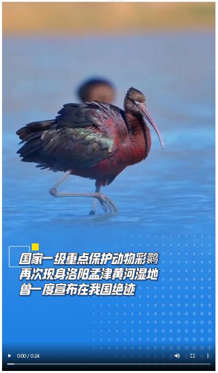 國(guó)家一級(jí)重點(diǎn)保護(hù)動(dòng)物彩鹮再次現(xiàn)身洛陽(yáng)孟津黃河濕地 曾一度宣布在我國(guó)絕跡