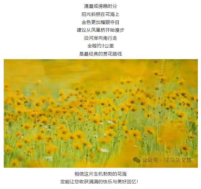 初夏限定！金雞菊花海驚艷綻放！