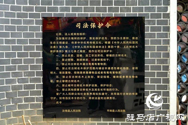 千年古槐披法袍！駐馬店兩地法院聯(lián)合發(fā)布司法保護令守護活化石