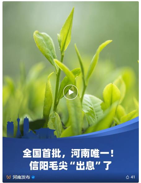 河南這一口茶，真香！