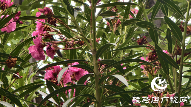 市區(qū)夾竹桃絢爛綻放 提醒市民：可賞勿摘，美麗背后藏風(fēng)險(xiǎn)