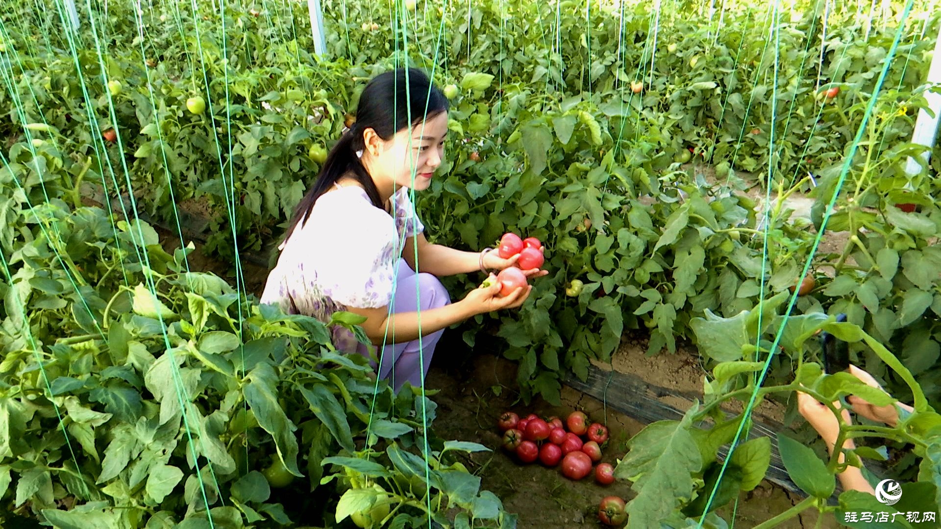 正陽(yáng)縣新阮店鄉(xiāng)萬(wàn)馬村：有機(jī)番茄喜獲豐收 生態(tài)種植結(jié)碩果