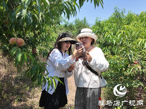  網(wǎng)絡(luò)達(dá)人齊聚泌陽助農(nóng)賣桃 開辟鄉(xiāng)村振興新路徑