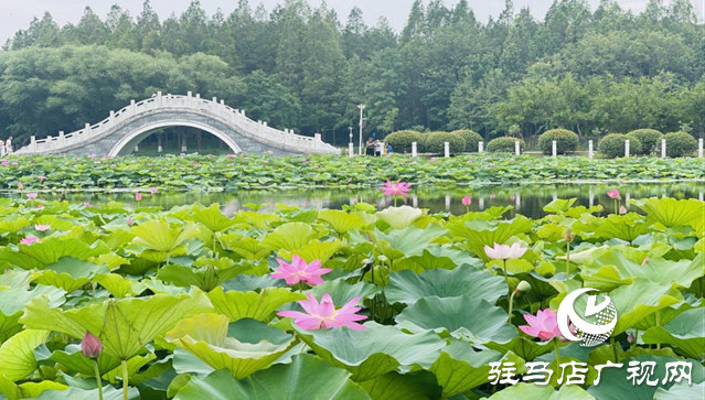夏日限定！置地公園荷花盛開 成為市民賞荷打卡好去