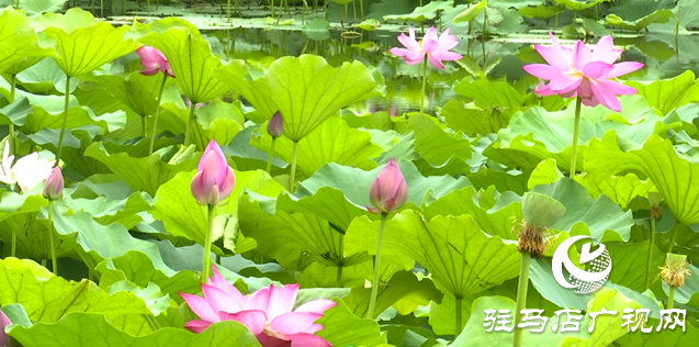 夏日限定！置地公園荷花盛開 成為市民賞荷打卡好去