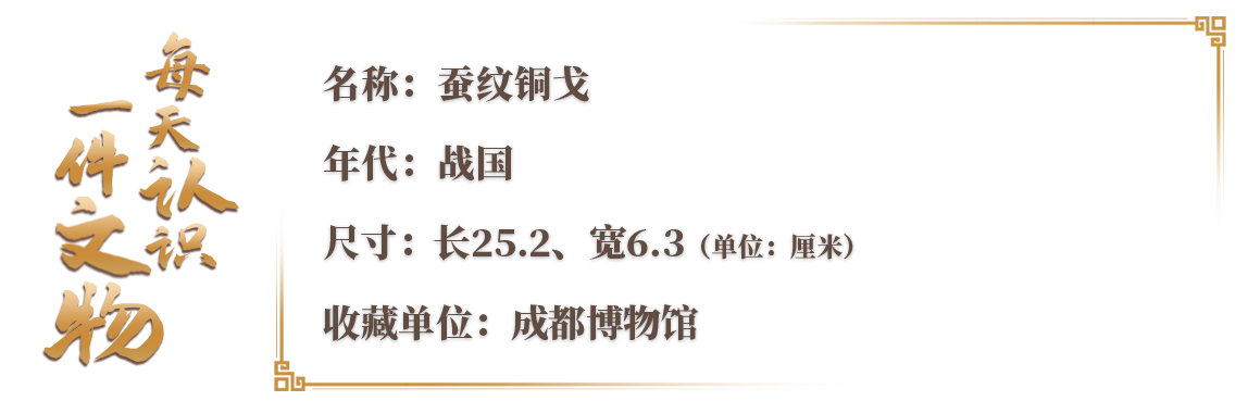 青銅戈上刻蠶紋 這是古蜀人種桑養(yǎng)蠶的實證