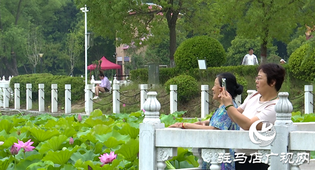 夏日限定！置地公園荷花盛開 成為市民賞荷打卡好去