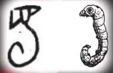 青銅戈上刻蠶紋 這是古蜀人種桑養(yǎng)蠶的實證