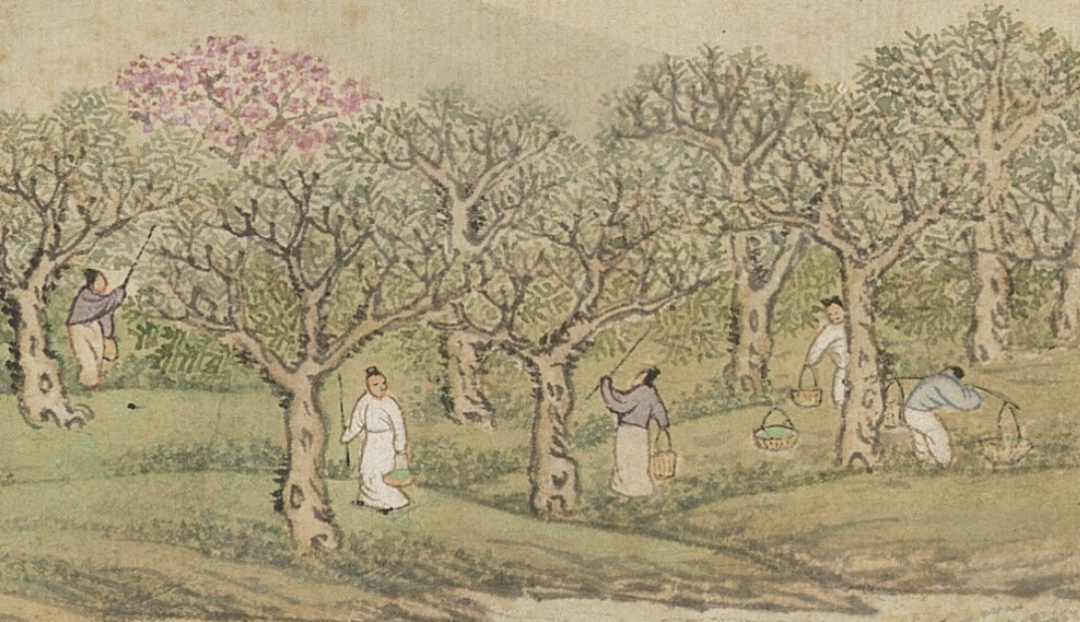 青銅戈上刻蠶紋 這是古蜀人種桑養(yǎng)蠶的實證