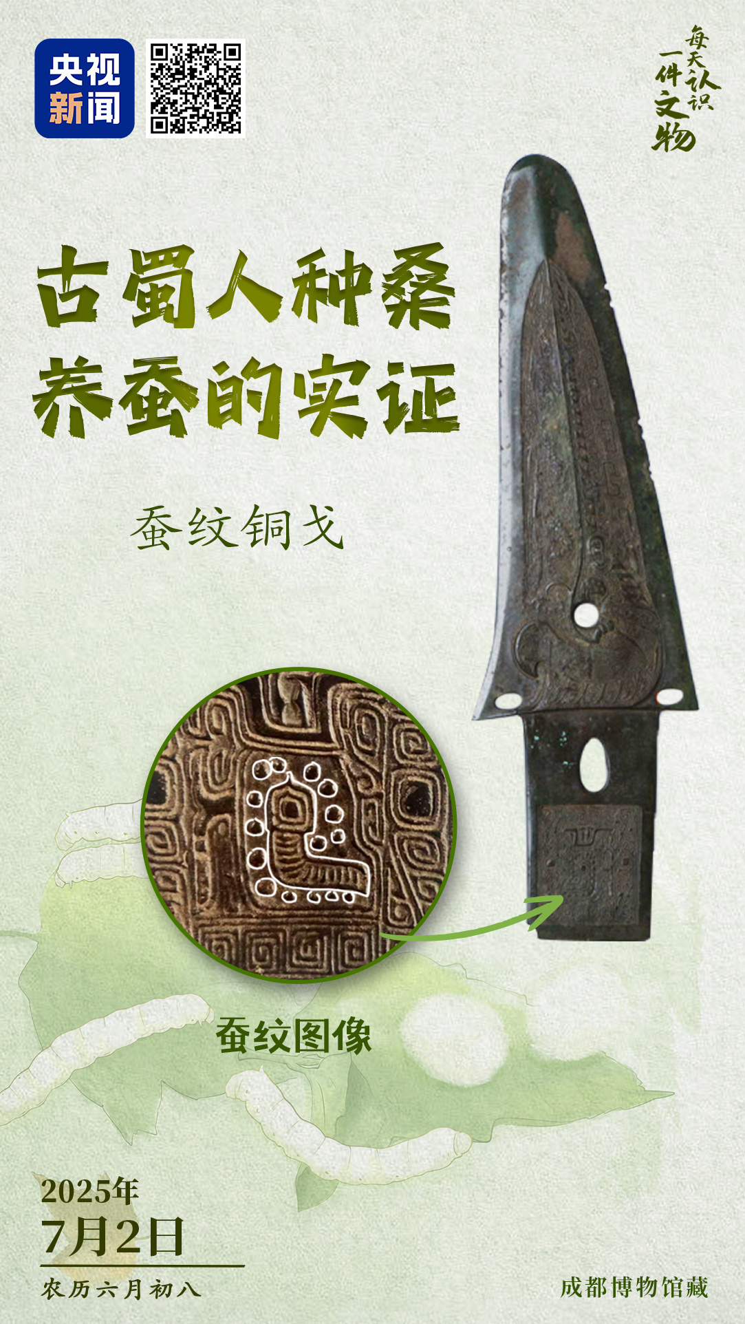 青銅戈上刻蠶紋 這是古蜀人種桑養(yǎng)蠶的實證