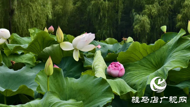 【大美天中】泌陽現(xiàn)“水晶天”！漢風古韻與湖光云影同框
