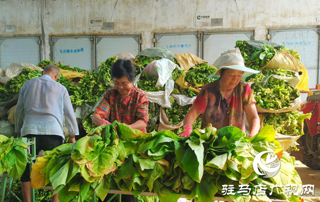 泌陽(yáng)縣雙廟街鄉(xiāng)：黨建引領(lǐng)賦能繪就煙葉產(chǎn)業(yè)發(fā)展新畫(huà)卷