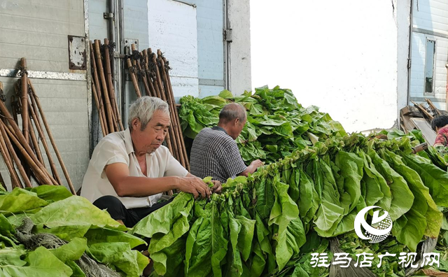 泌陽(yáng)縣雙廟街鄉(xiāng)：黨建引領(lǐng)賦能繪就煙葉產(chǎn)業(yè)發(fā)展新畫(huà)卷