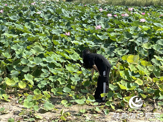 夏日賞荷正當(dāng)時(shí) 莫讓折葉煞風(fēng)景