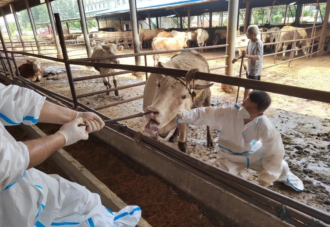 駐馬店市動物疫病防疫檢疫中心發(fā)布2025年8月份動物疫病預(yù)警預(yù)報